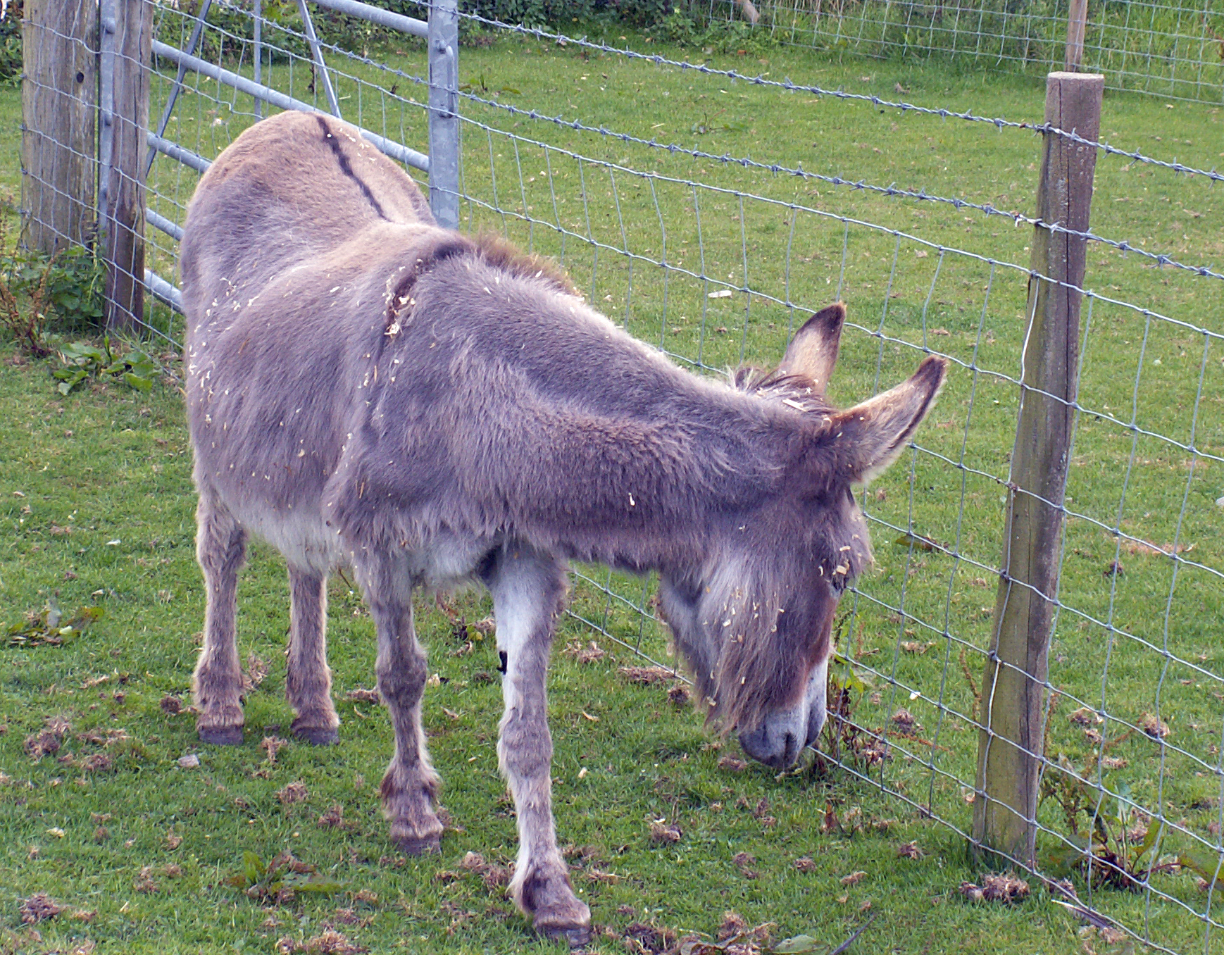 06 Donkey.jpg